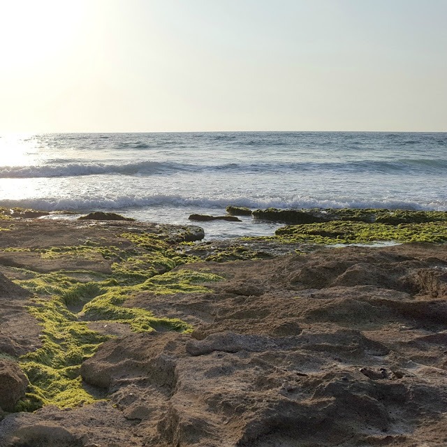 חוף הצוק בתל אביב (צילום ציפי לוין)